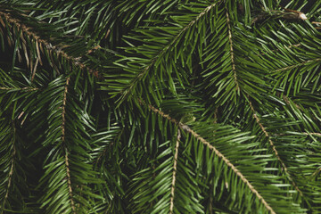 Poster - Fir branch background