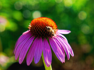 Wall Mural - Bee collecting nectar on a beautiful flower