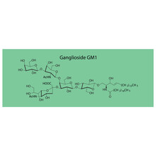 Molecular Structure Diagram Of Ganglioside GM1 - Monosialotetrahexosylganglioside Green Scientific Vector Illustration.