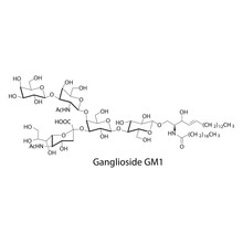 Molecular Structure Diagram Of Ganglioside GM1 - Monosialotetrahexosylganglioside White Scientific Vector Illustration.