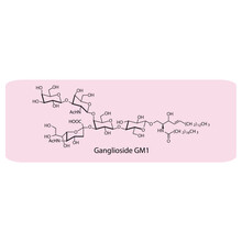 Molecular Structure Diagram Of Ganglioside GM1 - Monosialotetrahexosylganglioside Pink Scientific Vector Illustration.