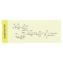 Molecular Structure Diagram Of Ganglioside GM1 - Monosialotetrahexosylganglioside Yellow Scientific Vector Illustration.