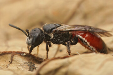 Wall Mural - Detailed closeup of a colorful red Dark winged blood bee, Sphecodes gibbus sitting on a dried leaf