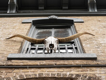 Skull Of A Longhorn Cow Mounted In Front Of A First Floor Window In A Brick Building