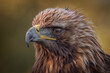 A very close up portrait of the head of a golden eagle showing detail in the feathers eye and beak