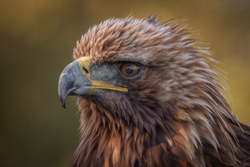 Poster - A very close up portrait of the head of a golden eagle showing detail in the feathers eye and beak