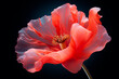 a delicate poppy flowered on a black background. Remembrance Day, Armistice Day, and Anzac day symbol