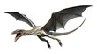 Flying Pterodactyl Concept Isolated on Transparent Background
