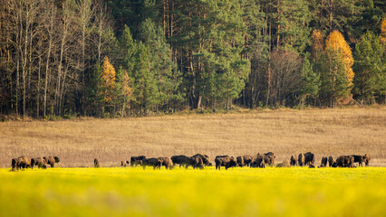 Wall Mural - European bison - Bison bonasus in the Knyszyńska Forest (Poland)