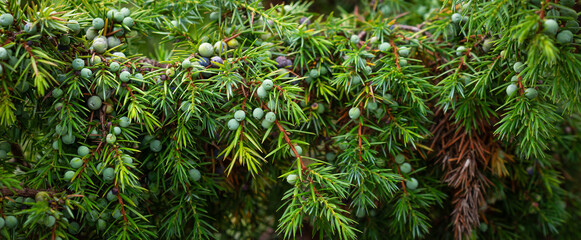 green juniper branches with visible details. background or texture