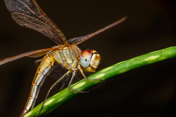 Sticker - Macro shots, showing of eyes dragonfly and wings detail. Beautiful dragonfly in the nature habitat.