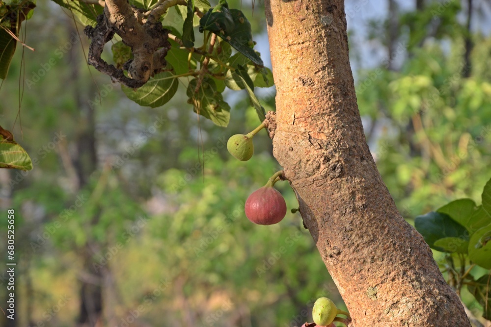 Ficus racemosa at Himachal Pradesh Stock Photo | Adobe Stock