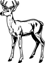 White-tailed Deer Vintage Illustration