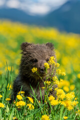 Poster - Bear cub in spring grass on mountain background. Dangerous small animal in nature meadow with yellow flowers