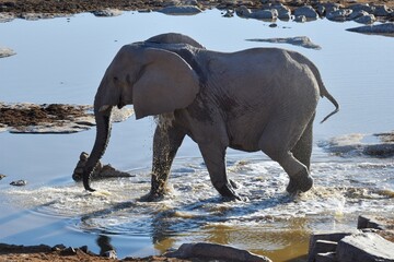 Afrikanischer Elefant (loxodonta africana) am Wasserloch Halali im Etoscha Nationalpark in Namibia. 