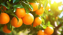 Fresh Ripe Oranges Hanging On Trees In Orange Garden