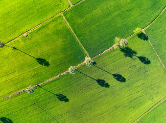 Wall Mural - Aerial view of green rice field with trees in Thailand. Above view of agricultural field. Rice plants. Natural pattern of green rice farm. Beauty in nature. Sustainable agriculture. Carbon neutrality.