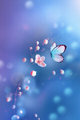 Wall Mural - Beautiful blue butterfly in flight over branch of flowering tree in spring at Sunrise on light blue background