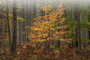 Wall Mural - Foggy landscape of autumn maple in pine woodland, Hiawatha National Forest, Michigan’s Upper Peninsula, USA