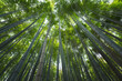 © Nattawit - Tall bamboo tree plantation with sunlight as background at Arashiyama, the most famous tourist place in Kyoto, Japan.