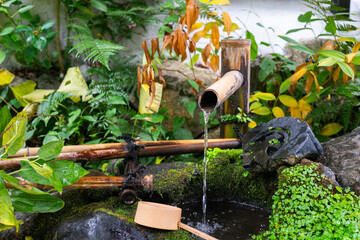 Water flowing from the bamboo tube into the water pond that surrounded by greenery plant. Japanese gardening decoration style. 