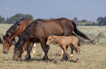 Poster - Wild Horse Mare and Foal in Summer in the Wyoming Desert