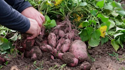 Wall Mural - Collecting sweet potatoes from the garden on the farm. A farmer digs up a sweet potato crop.