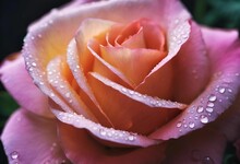 A Close-up Shot Of A A Vibrant, Pink Rose, Covered In Glistening Water Droplets