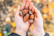 Little boy with hands cupped holding acorn nuts on background yellow leaves. Ripe acorns in a childs hands in autumn in park, close up. Fall season.