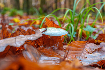 beautiful closeup of forest mushrooms, autumn season. little fresh mushrooms, growing in Autumn Forest. Leafs in forest. Mushroom picking concept.