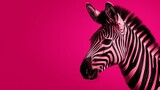 Fototapeta Konie - pink zebra on a pink background with space for text.