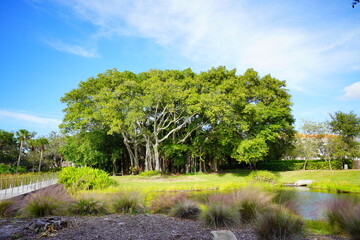 Wall Mural - Sarasota, FL, USA - 11 12 2023: The landscape of Ringling museum in Florida	