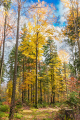 Wall Mural - autumn forest with setting sun shining through leaves and branches. nature, forestry, trees, habitat