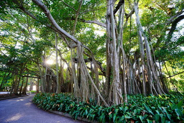 Sarasota, FL, USA - 11 12 2023: The landscape of Ringling museum in Florida
