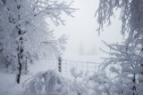 Fototapeta Do pokoju - Krajobraz zimowy w górach, białe zaśnieżone drzewa