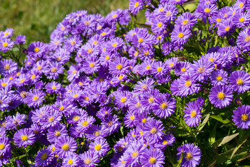 Wall Mural - Blüten der Herbstaster