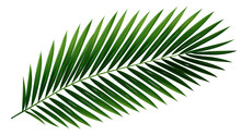 Green Leaf Of Coconut Palm Tree On Transparent Background, Png File