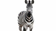 Zebra isolated white background