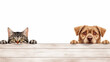 A cat and a dog peeking over a wooden ledge with curious expressions.