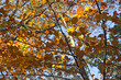 Orange beech leaves against blue sky