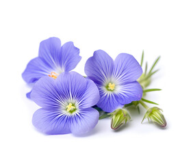 Poster - Flax seed and flax flowers closeup on white backgrounds