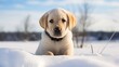  a yellow lab puppy sitting in the snow looking at the camera with a sad look on his face and a blue sky in the background.