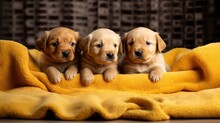  Three Puppies Sitting On A Yellow Blanket On A Wooden Floor In Front Of A Brick Wall, Looking At The Camera.