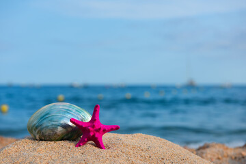 Wall Mural - Shell and star fish at the beach