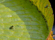 Two small frogs staring at each other on a lily pad in a garden pond