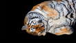 Playful tiger rolling around on its back isolated on a black background with room for text 
