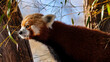 Curious red panda looking around from a tree