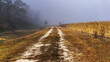 Rural country dirt road disappearing into morning fog