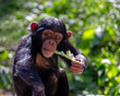 Young chimpanzee eating a leaf portrait