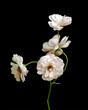 Polyantha rose isolated on a black background